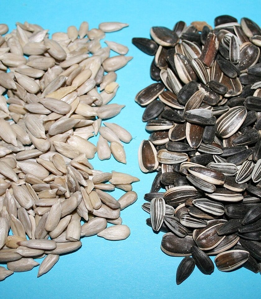 Sunflower sowing seeds spread for packing at Yesnet Nursery